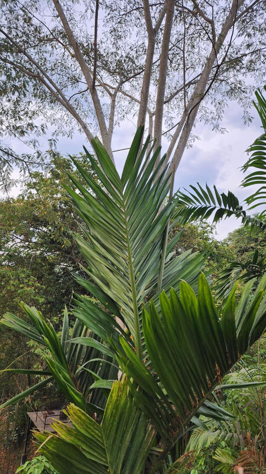 Uko Urban Ekolodge Armenia (Quindio)